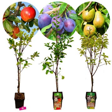 fruitbomen Appel Pruim Peer + Pot 23cm 3 stuks, Verzenden, Volle zon