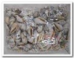 Strombus Urecus Geboorde Schelpen Hole 4 mm Per kilo, Ophalen of Verzenden, Nieuw