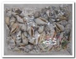 Strombus Urecus Geboorde Schelpen Hole 4 mm Per kilo, Ophalen of Verzenden, Nieuw