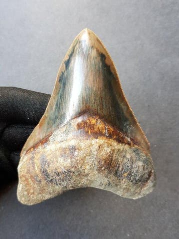 Megalodon - Fossiele tand - 11.5 cm - 8.6 cm, Verzamelen