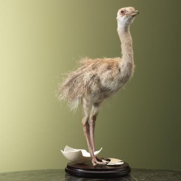Nandoe Kuiken Taxidermie Opgezette Dieren By Max, Ophalen of Verzenden, Nieuw, Vogel, Opgezet dier