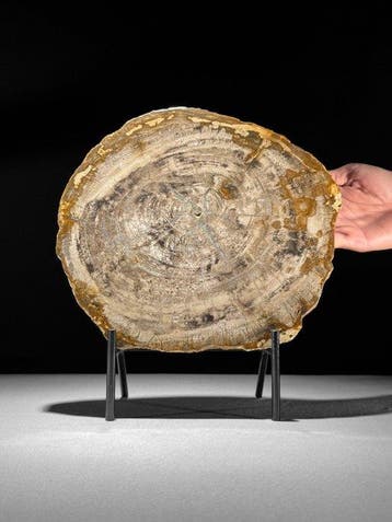 Prachtige schijf versteend hout op een op maat gemaakte