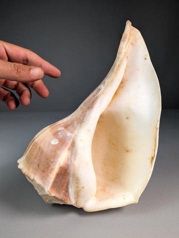 Grote Busycon-whelkschelp Zeeschelp - Busycon contrarium, Nieuw