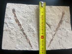 Vis - Fossiele plaatmatrix - Shark - 13 cm - 9 cm