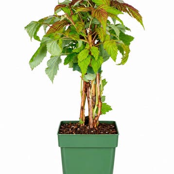 Framboos Autumn First container (P13) lichtroze, Wit, Tuin en Terras, Verzenden