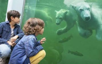 Ticket(s) Ouwehands Dierenpark | Nu € 24,50, Tickets en Kaartjes, Recreatie | Dierentuinen, Drie personen of meer, Ticket of Toegangskaart