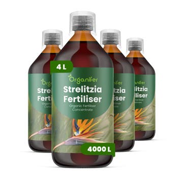 Strelitzia Vloeibare meststof - Set 4x1 liter, Verzenden, Mest