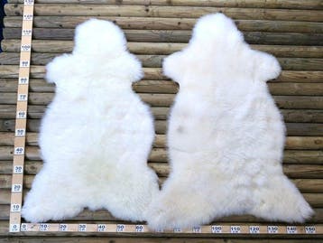kortharige schapenvacht Balg - Ovis aries - 0 m - 0 cm - 0, Nieuw
