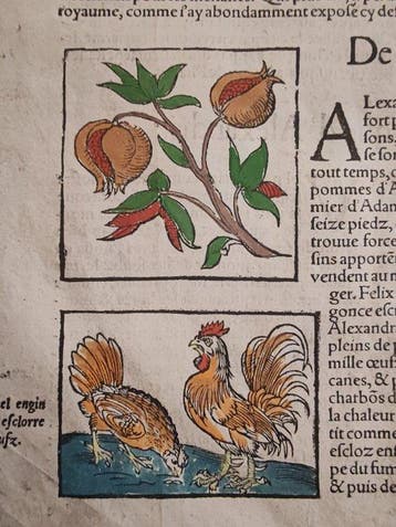 Sebastian Münster (1489–1552) - Cosmographie Universelle -