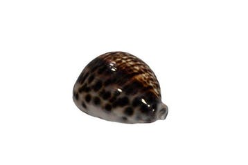 Tijgerkauri met een zeldzaam patroon: Cypraea tigris (72 mm), Nieuw