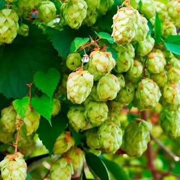 Hop Opal container (C2) Vaste planten, Geel, Groen, Verzenden, Vaste plant, Overige soorten