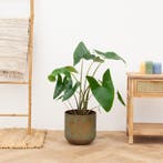 Green Bubble - Alocasia Zebrina - Ø21 cm, Huis en Inrichting, Kamerplanten, Ophalen of Verzenden