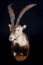 ibex Taxidermie volledige montage - Capra pyrenaica, Nieuw