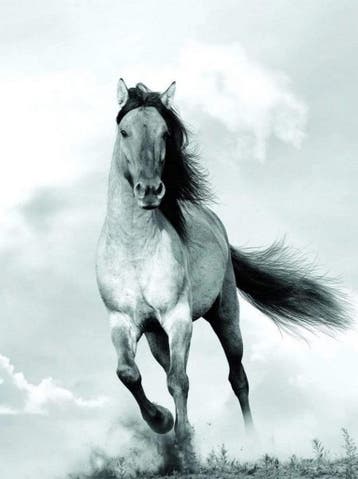 Kunstdruk Blonde Attitude - Mane in the wind 60x80cm, Verzenden, Nieuw