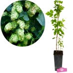 Humulus lupulus Nordbrau, 2 liter pot., Verzenden, Volle zon
