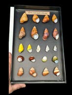 Extraordinary collection of land snails shell of the world -, Antiek en Kunst