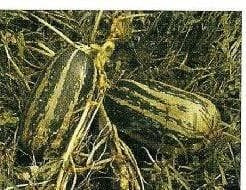 Citrouille de touraine pompoen, Ophalen of Verzenden, Nieuw