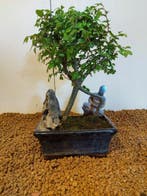 Japanese iep bonsai (Zelkova) - Hoogte (boom): 23 cm -