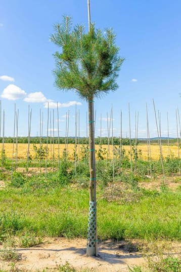 Pinus sylvestris hoogstam 10/12