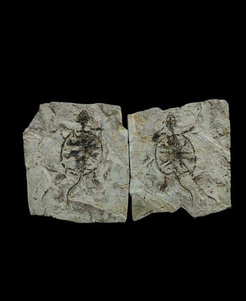 Schildpad - Gefossiliseerd dier - Manchurochelys - 23 cm -