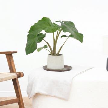 Green Bubble - Alocasia Low Rider - 40cm - Ø12 cm, Ophalen of Verzenden