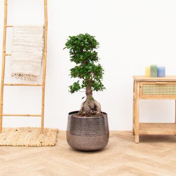 Green Bubble - Ficus Microcarpa Ginseng - 85 cm - Ø33 cm, Huis en Inrichting, Ophalen of Verzenden
