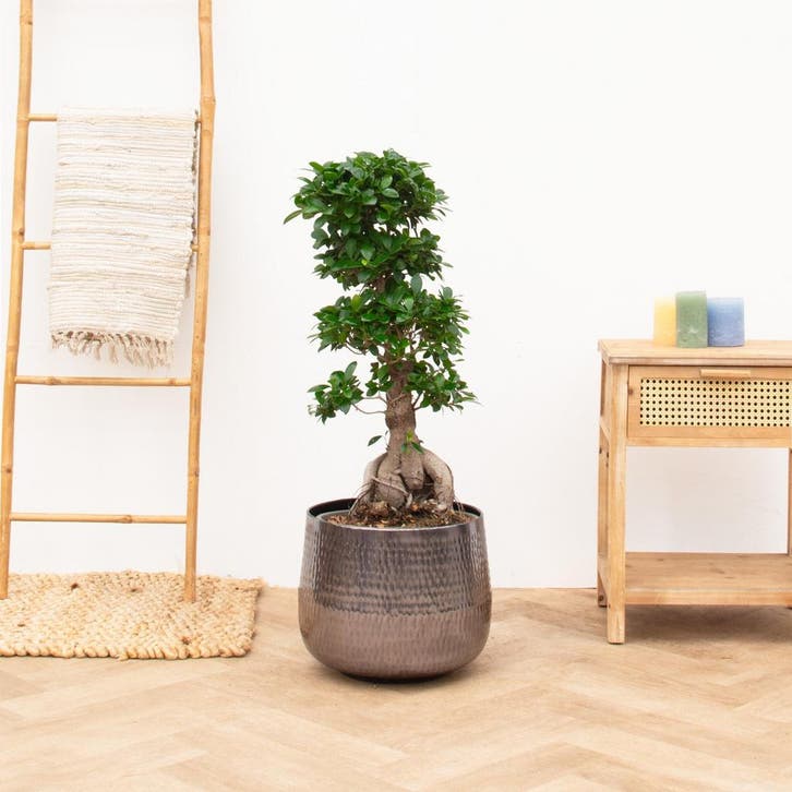 Green Bubble - Ficus Microcarpa Ginseng - 85 cm - Ø33 cm, Huis en Inrichting, Kamerplanten, Ophalen of Verzenden
