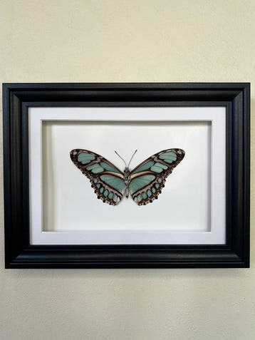 Vlinder Taxidermie volledige montage - Philaethria dido - 18, Nieuw