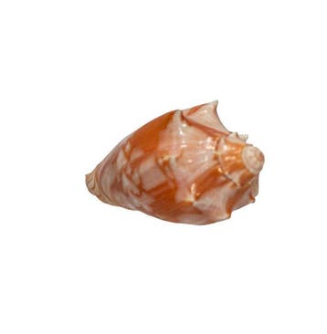 Cymbiola vespertilio (70 mm, Top-Zustand GEM) – Uitstekend, Nieuw