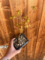 Japanese maple bonsai (Acer palmatum) - Hoogte (boom): 25 cm