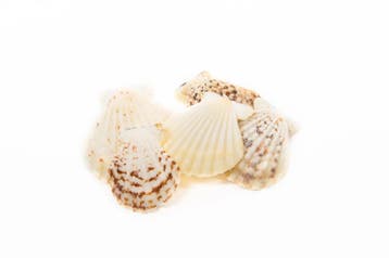 Pecten Radula Jacobsschelp 1 kilo, Ophalen of Verzenden, Nieuw