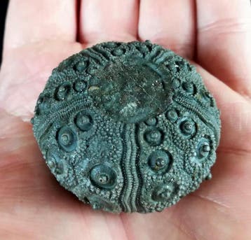 Indrukwekkende zee-egel !!! - Uitzonderlijke maat voor deze, Verzamelen, Mineralen en Fossielen