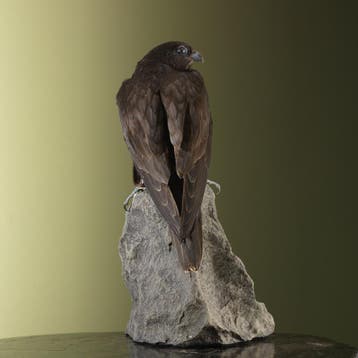 Hybride Valk Taxidermie Opgezette Dieren By Max, Ophalen of Verzenden, Nieuw, Vogel, Opgezet dier