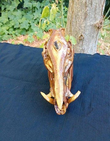 Wild zwijn Schedel van een zoogdier - Sus scrofa - 25 cm -
