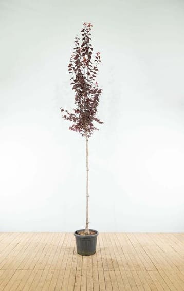 Prunus cerasifera Nigra hoogstam 8/10
