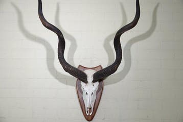 Greater Kudu Schedel - Tragelaphus strepsiceros - 48 cm -, Nieuw
