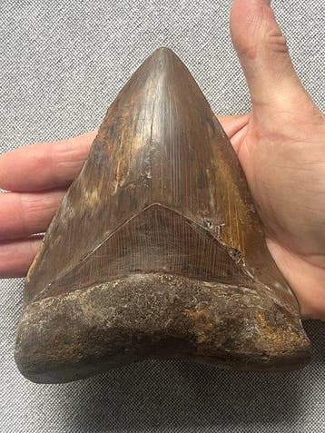 Groot Megalodon-tand 14,7 cm - Fossiele tand - Carcharocles