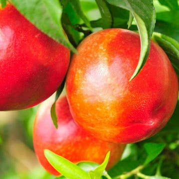 Steenfruit Tuincollectie – 3 Bomen, Tuin en Terras, Verzenden