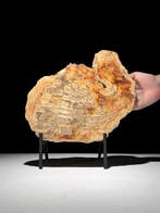 Prachtige plak versteend hout op een op maat gemaakte