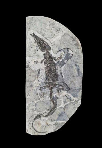 BIG-120CM - Gefossiliseerd dier - Ikechosaurus - 100 cm - 50