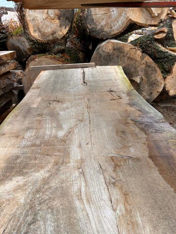 6X Boomstambladen, complete partij 420,- REF 790, Nieuw, Ophalen of Verzenden, 250 tot 300 cm, Plank