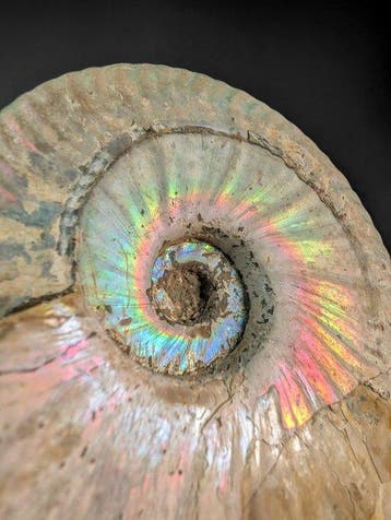 Cleoniceras-iriserende ammoniet - Gefossiliseerde schelp -