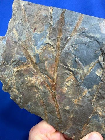 Zeer groot zeldzaam vroeg-Devonisch plantenfossiel -