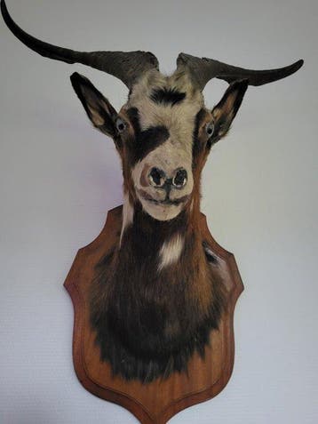 Geit Taxidermie volledige montage - Capra hircus - 68 cm -, Nieuw