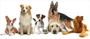 HHIN - Herplaatsing voor Nederlandse honden, Dieren en Toebehoren, 1 tot 2 jaar, Eén hond, Nederland, Particulier