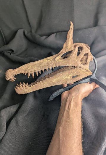 Fossiele schedel - Spinosaurus mirabilis - Museum-Grade, Verzamelen