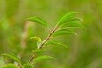 Prunus incisa The Bride hoogstam 14/16