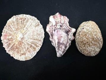mossel,zeeslak Zeeschelp - S-192 PATELLA VULGATA,CRASSOSTREA