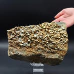 UNICO, 200 + Gouden piraten pentagonododecaëdrische dubbele,