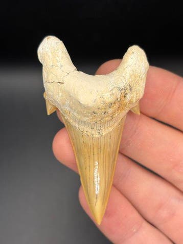 Haai - Fossiele tand - Otodus Obliquus - 7.25 cm (Zonder, Verzamelen, Mineralen en Fossielen
